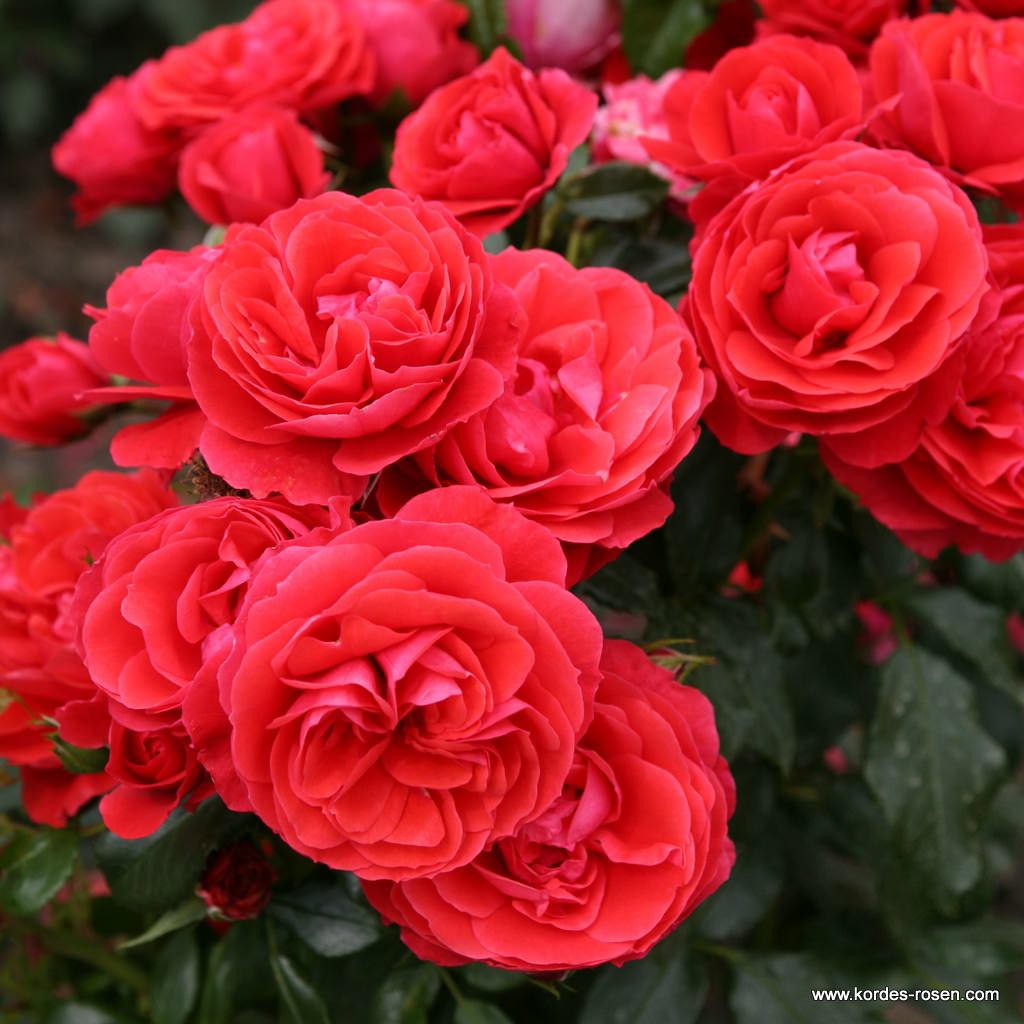 Роза флорибунда Черри Гёрл штамб 80